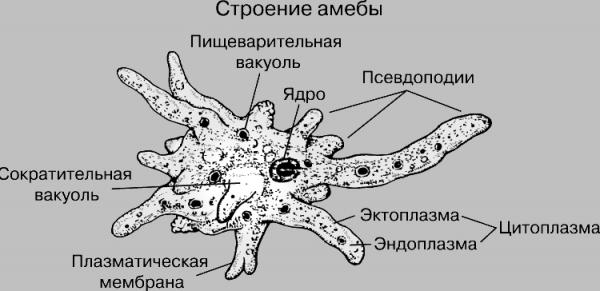 Амёба обыкновенная
